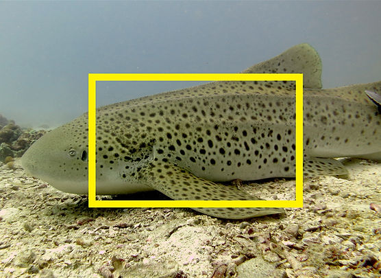 Leopard Shark