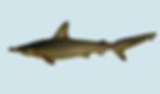 Carolina Hammerhead shark