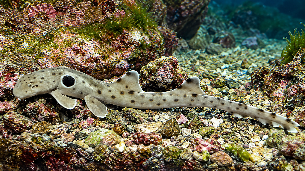 Epaulette shark