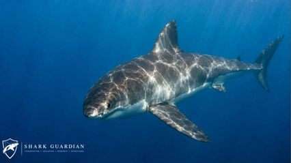 Great White shark South Africa