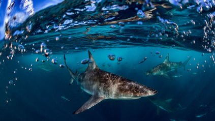 Why sharks matter. Their Top 5 ecosystem roles 