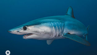 Mako Shark