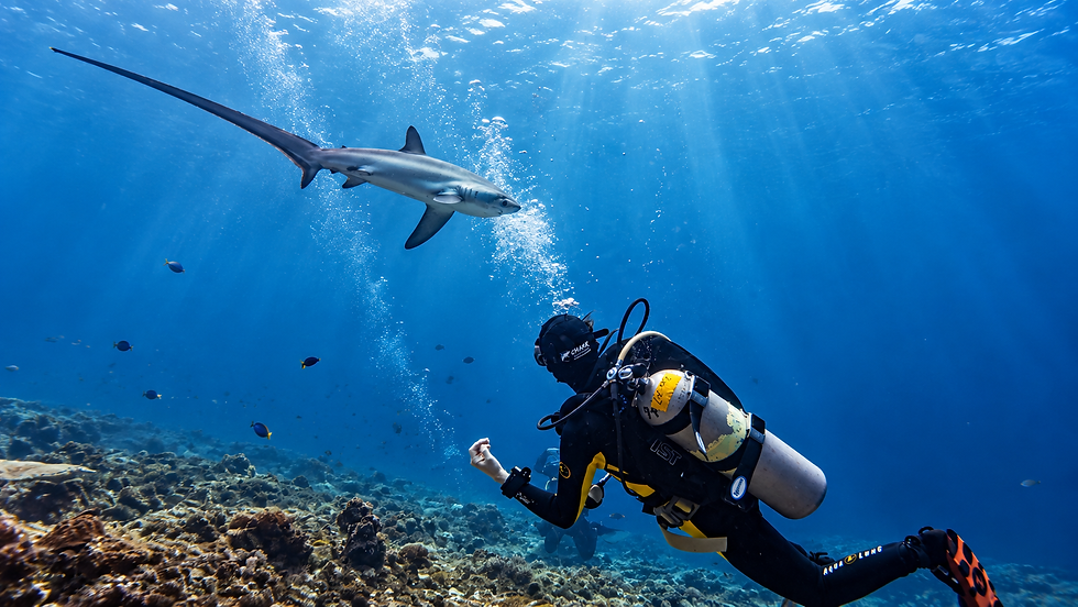 Pelagic Thresher shark Malapascua