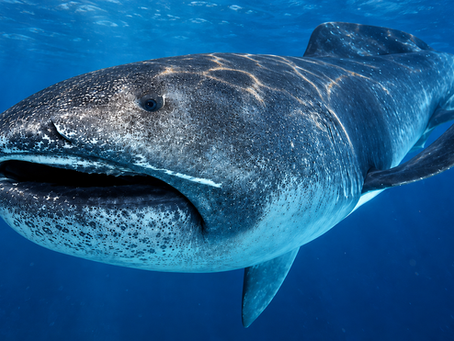Megamouth Shark