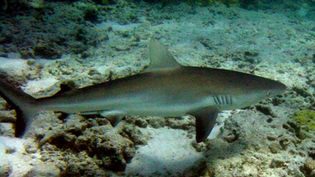 Galapagos Shark