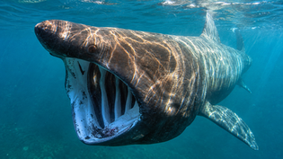 Basking Shark