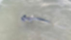 Smooth Hammerhead shark