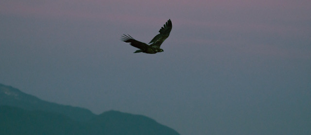 Juvenile Bald Eagle