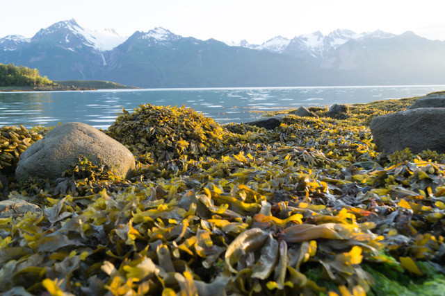 Mud Bay Alaska