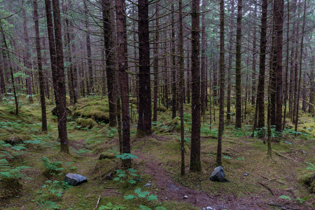 Tongass National Forest