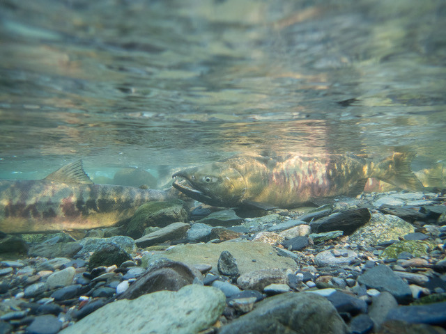 Salmon Spawning