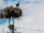 Bird nesting on electrical line
