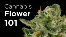 Cannabis Flower 101