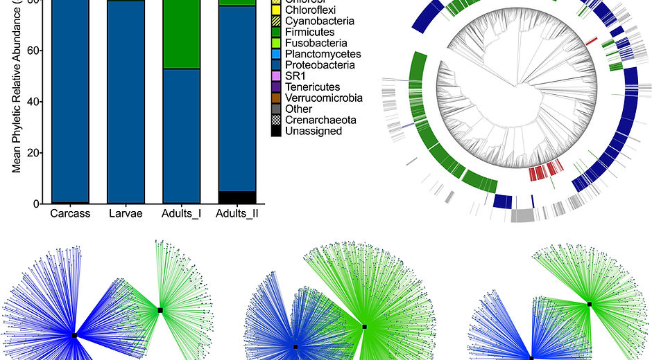 Pechal & Benbow 2016 - Environ Microbiol