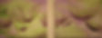 dandelion+faded.JPG