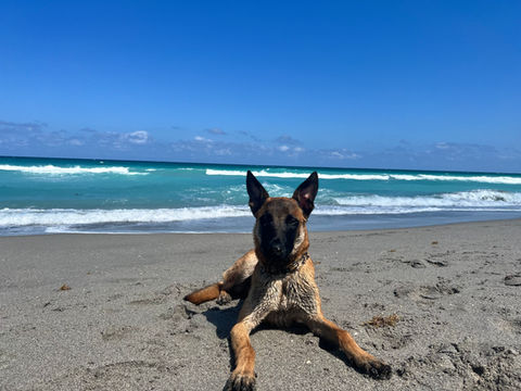 Service Dogs For Veterans