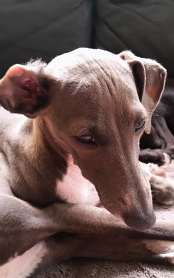 SUNLUVA Italian Greyhounds