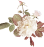 Vintag rose
