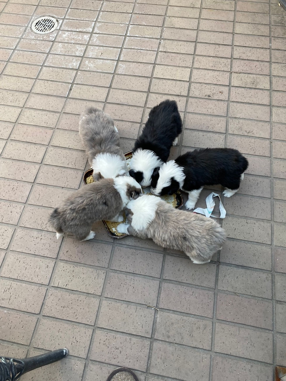 生まれたばかりの仔犬たち