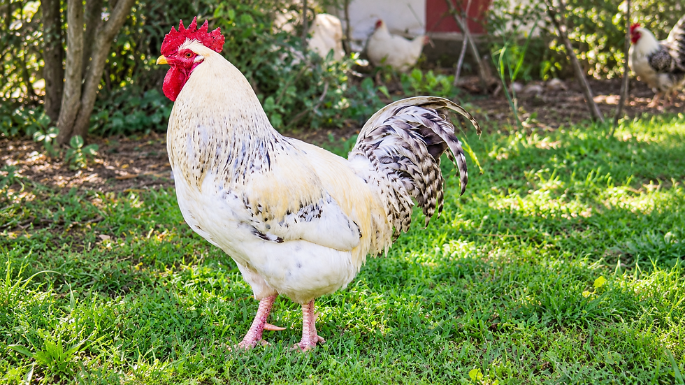 Chicken.png