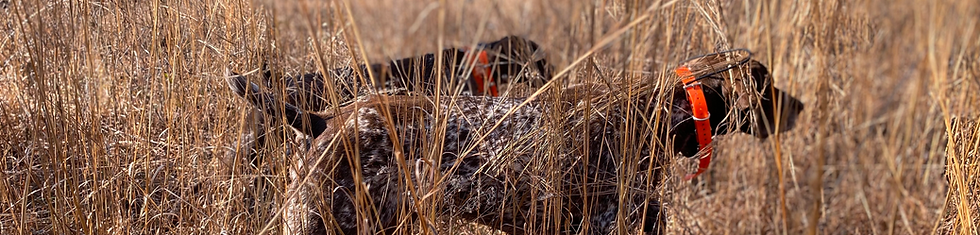 Dog during hunting trip