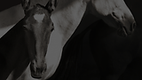 Emily 2026 Web Materials (72).png