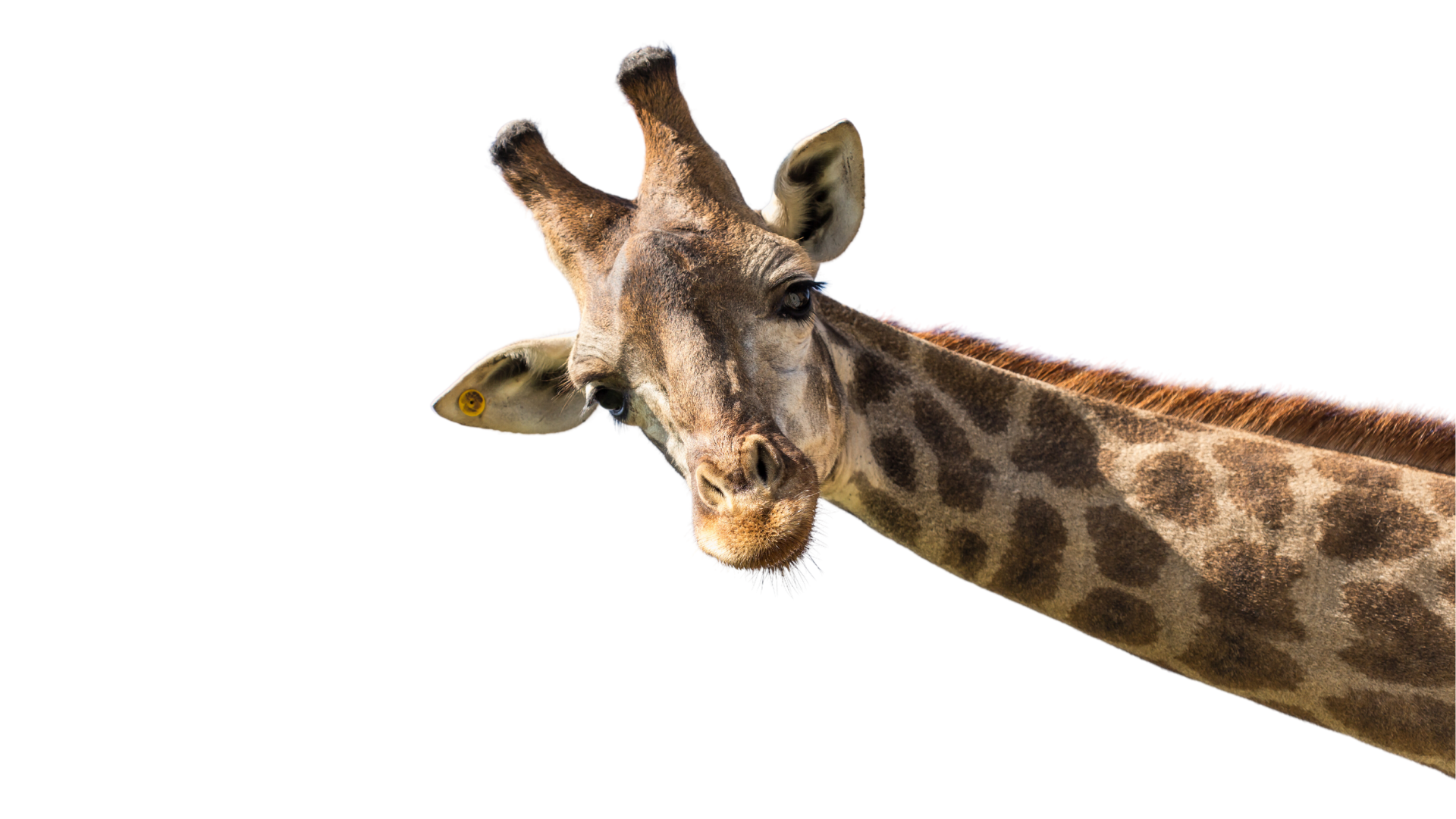 Writer: Eudora Safari Park