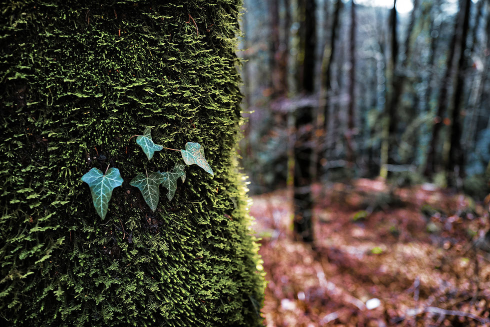 Sous-Bois #19
