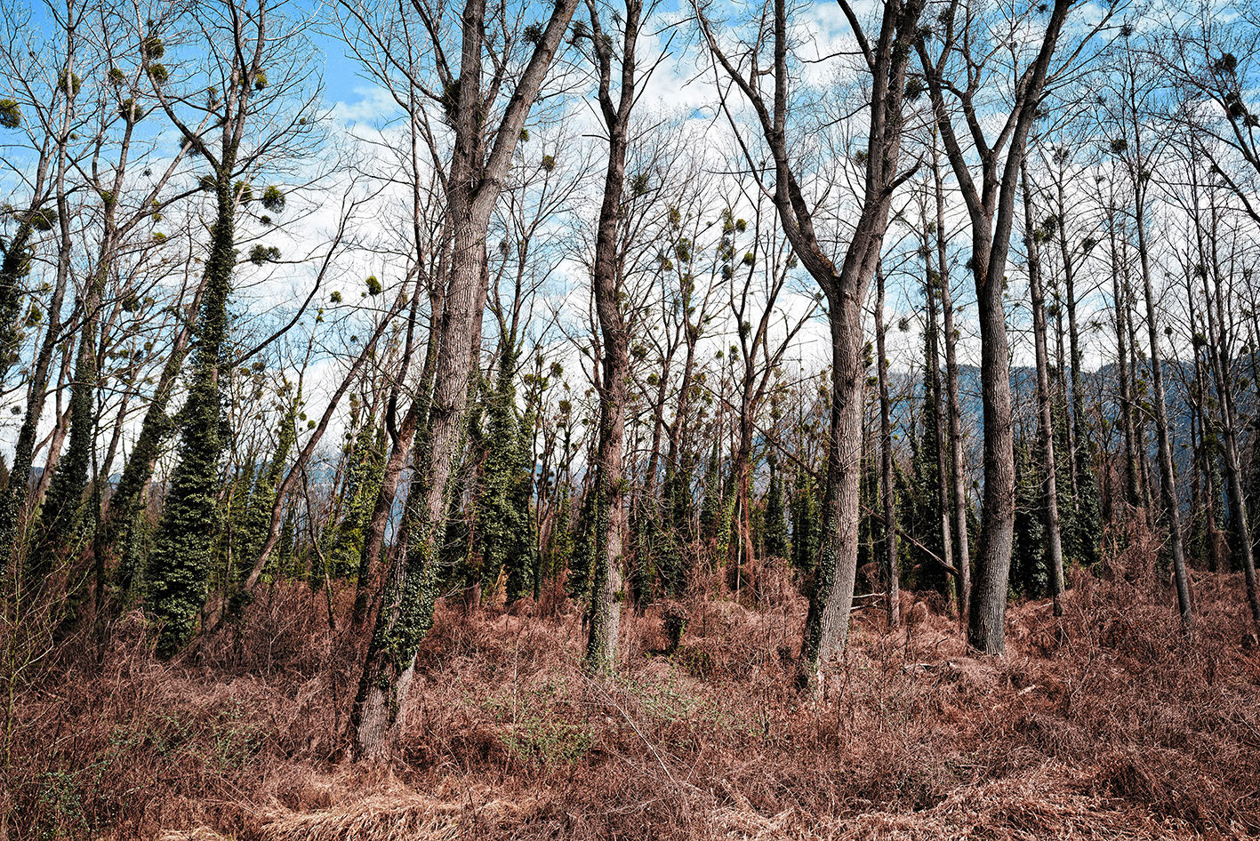 Sous-Bois #32