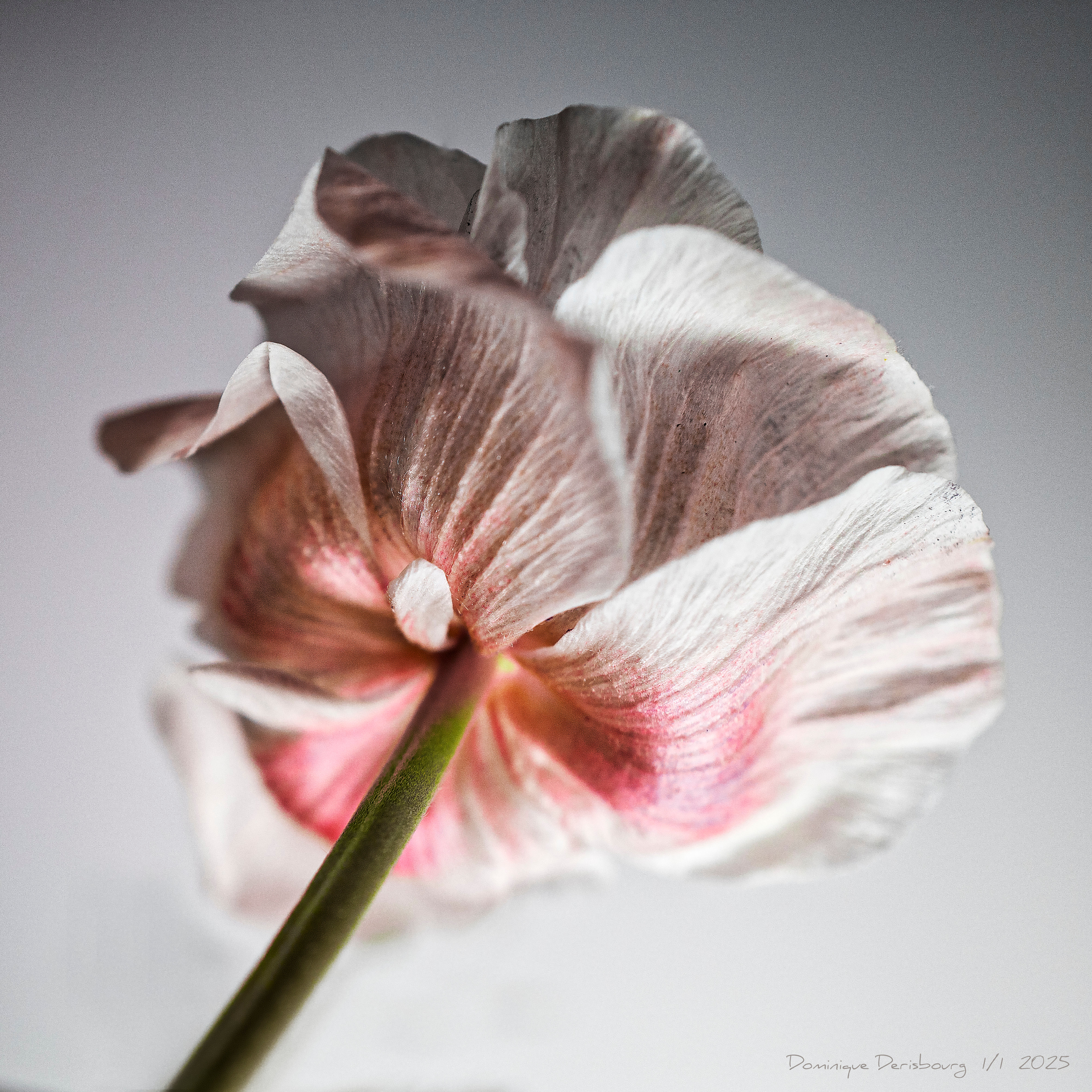 Fleur #dos