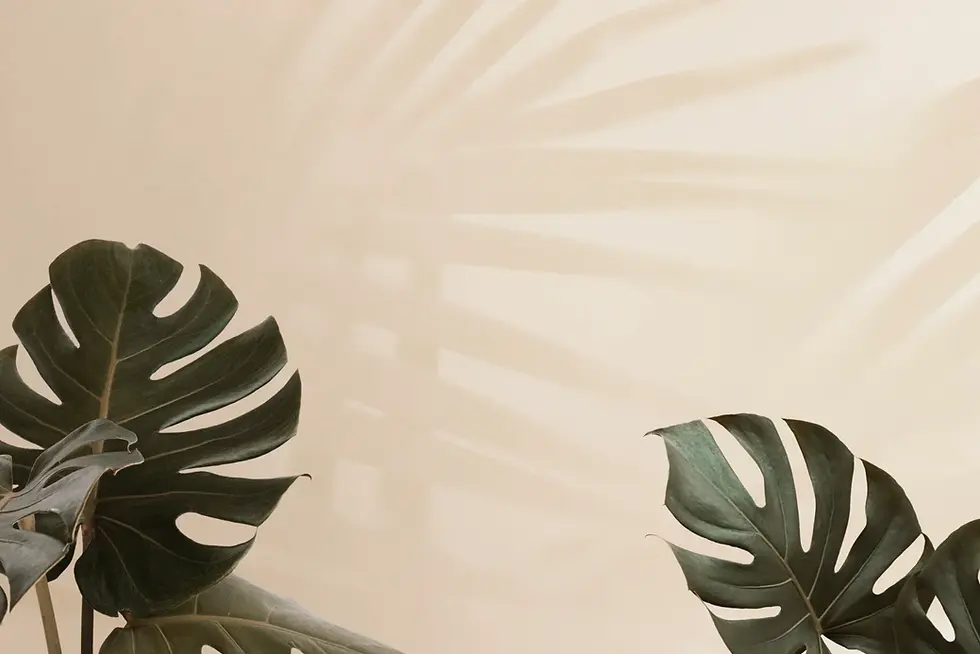 tropical-monstera-leaves-with-palm-leaves-shadow-2021-08-31-04-28-01-utc-1-1-1536x1025.web