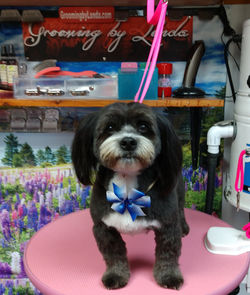 IMG_20190516_173329_279