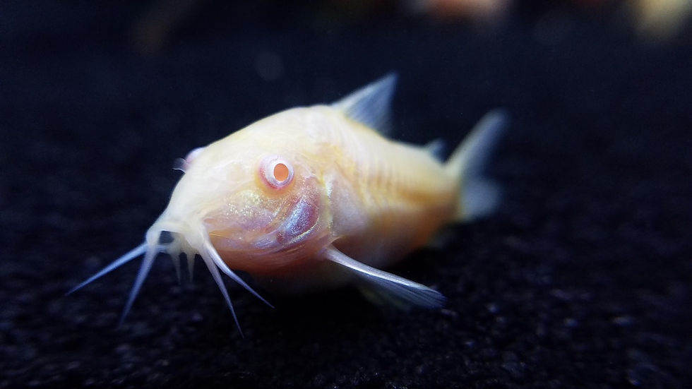 Pet Store and Aquarium Interior Design in Miami-Dade, Broward, and Palm Beach | Endless Life Design Miami construction and design