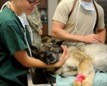 Veterinary Hospital and Pet-Service Construction Permits in Miami-Dade, Broward, and Palm Beach: Complete Build-Out Permit Guide for South Florida Animal Care Businesses
