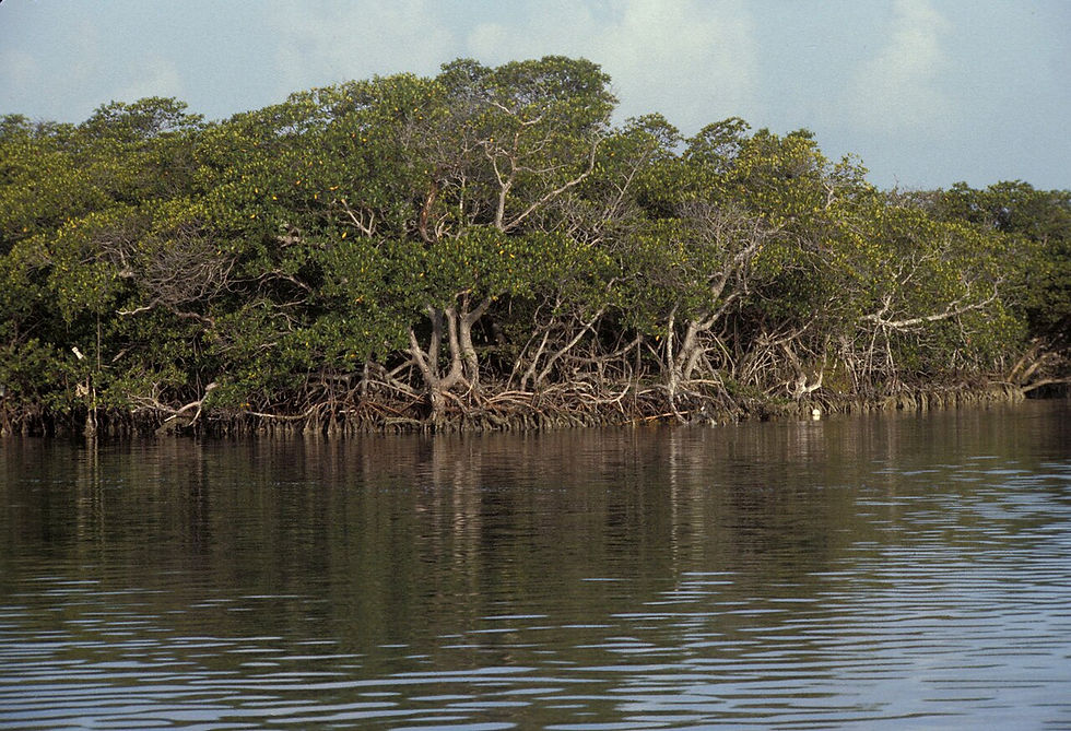 Mangrove Trimming and Preservation Permits in Florida (ss. 403.9321-403.9334, F.S.)