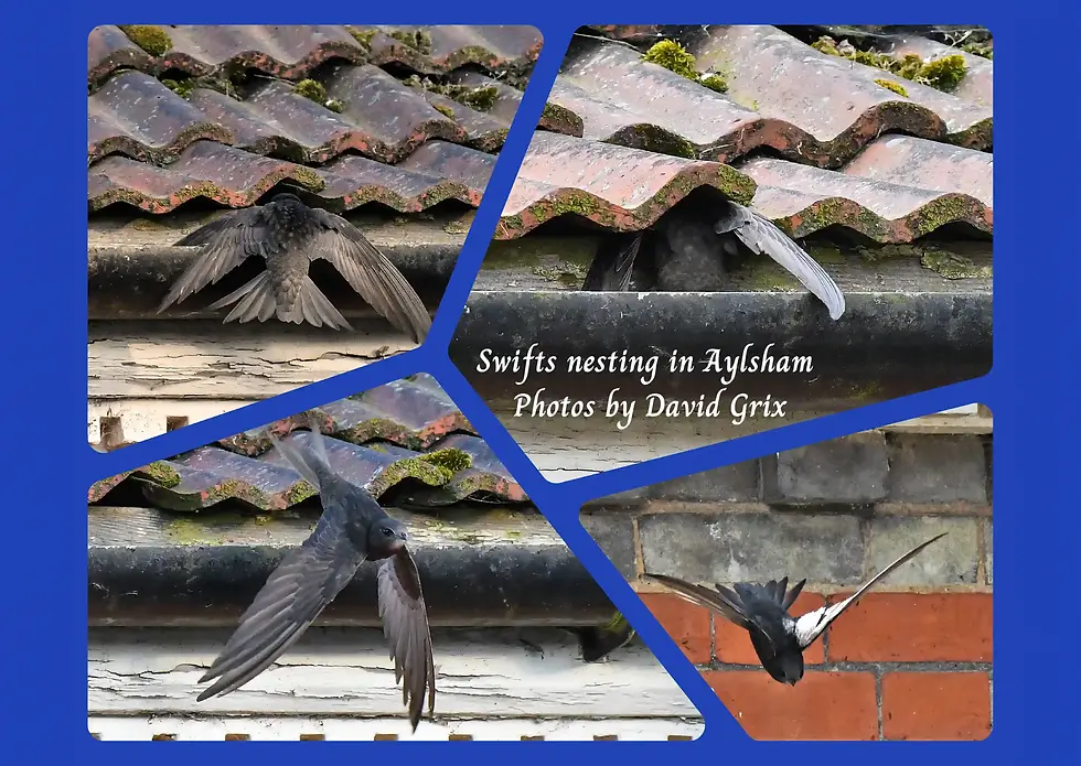 Swifts under tiles