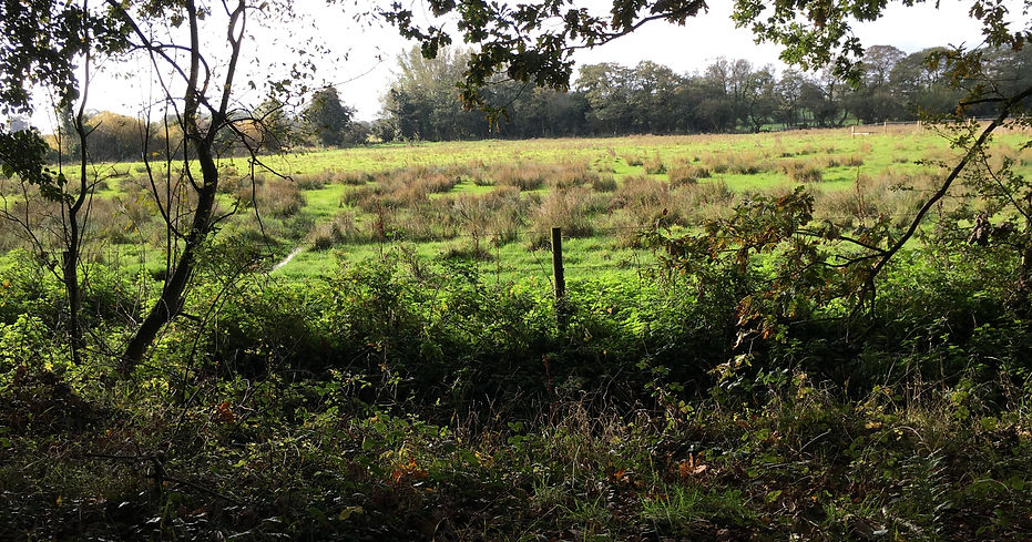 Marshland photo - temporary (Felmingham).JPG