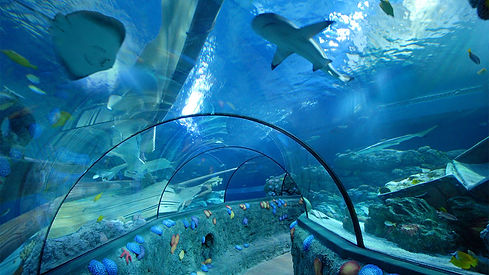 sealife.jpg