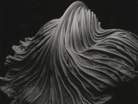 The sensuality of a cabbage leaf, by Edward Weston