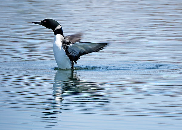 MFCRWD_-_24_on_4-23-2018_Mill_Pond_loon(1).jpg