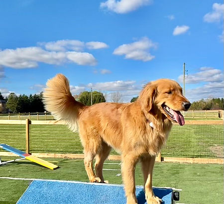 agility park2.jpg