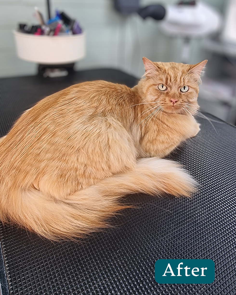 Ginger cat after grooming