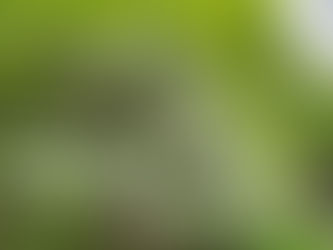 2022 春植栽　適した時期