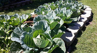Beautiful cabbage bed.jpg
