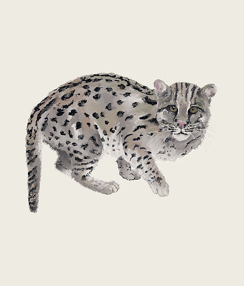 Fishing-Cat.jpg