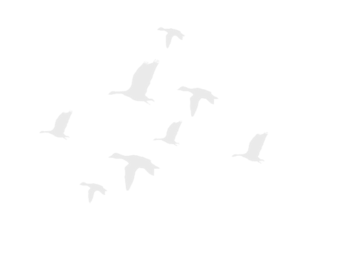 duck-silhouette-american-black-duck-waterfowl-hunting-mallard-flight-ducks-geese-and-swans