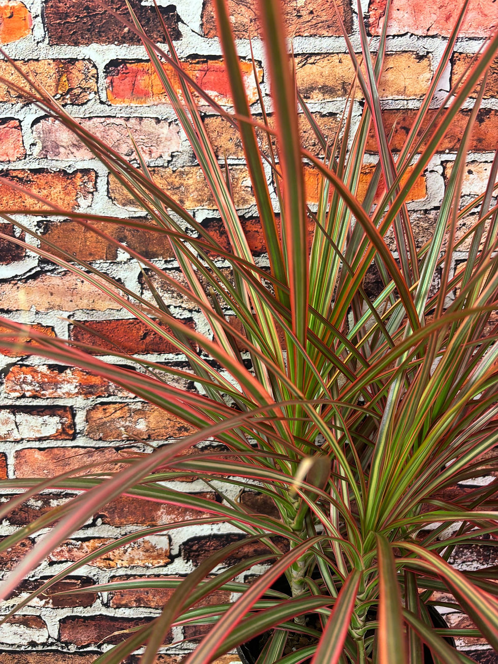 Thumbnail: 6in Dracaena Marginata “Tricolor” 