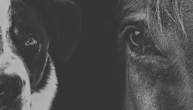 DogHorseBackground_edited.jpg