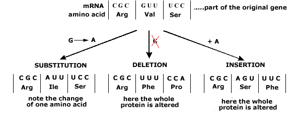 GeneMutation
