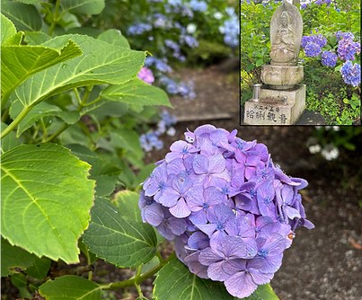 紫陽花@深妙寺.png